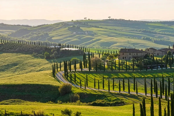 Tuscany wine