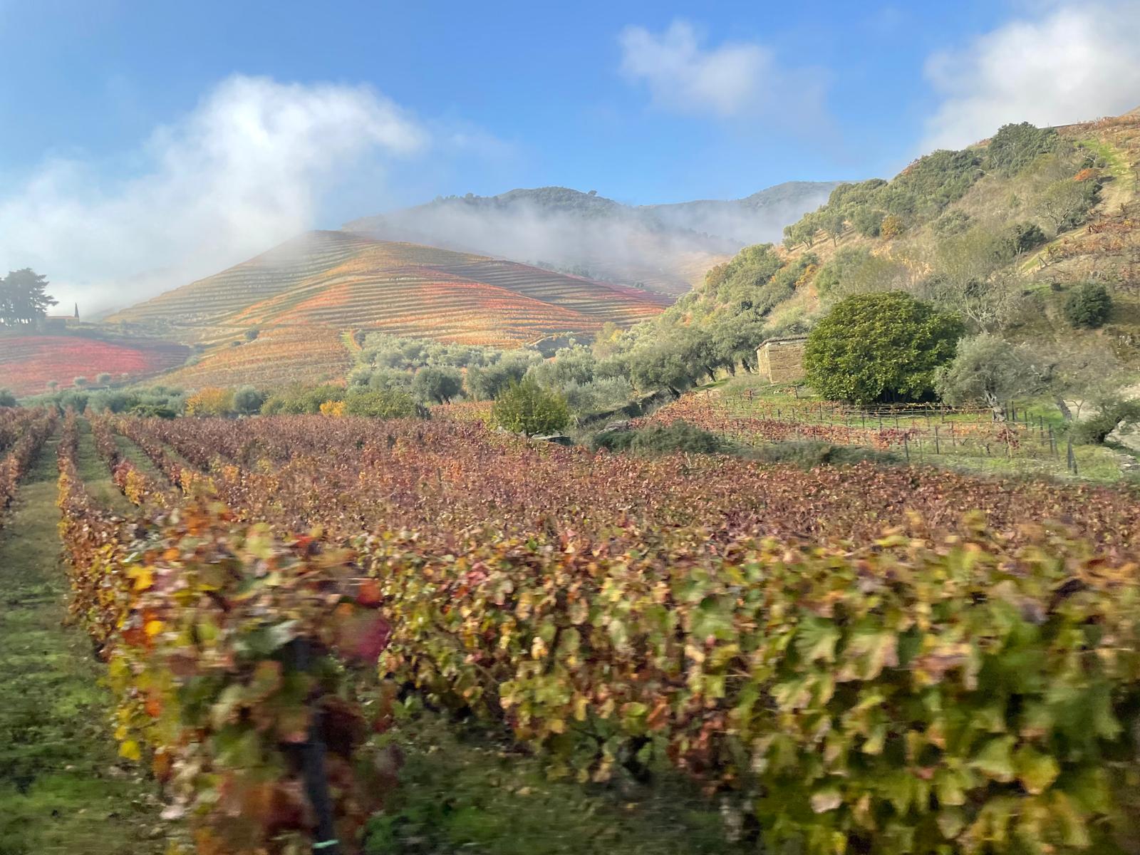Vineyard with colorful rows of grapes on a hilly landscape under a blue sky.