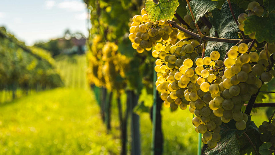 Top 12 White Wines