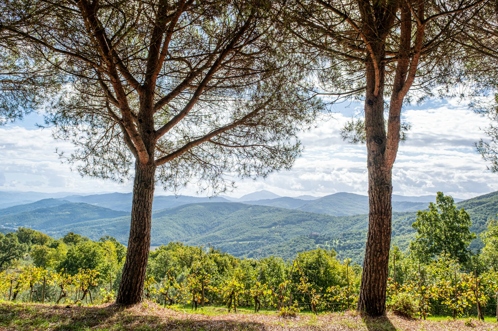 Abruzzo: Montepulciano, Pecorino and the Greenest Region in Europe