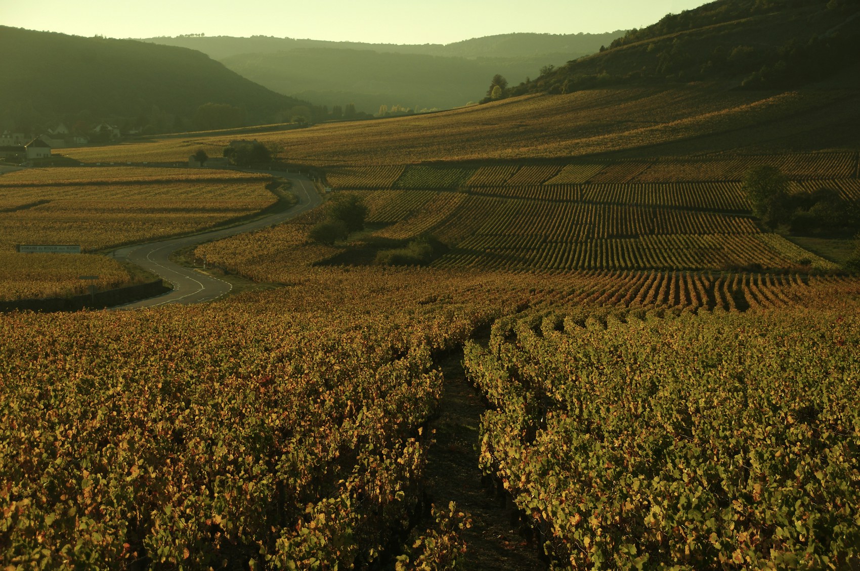 Burgundy Wine: Two Grapes, One Slope, and 1,247 Arguments