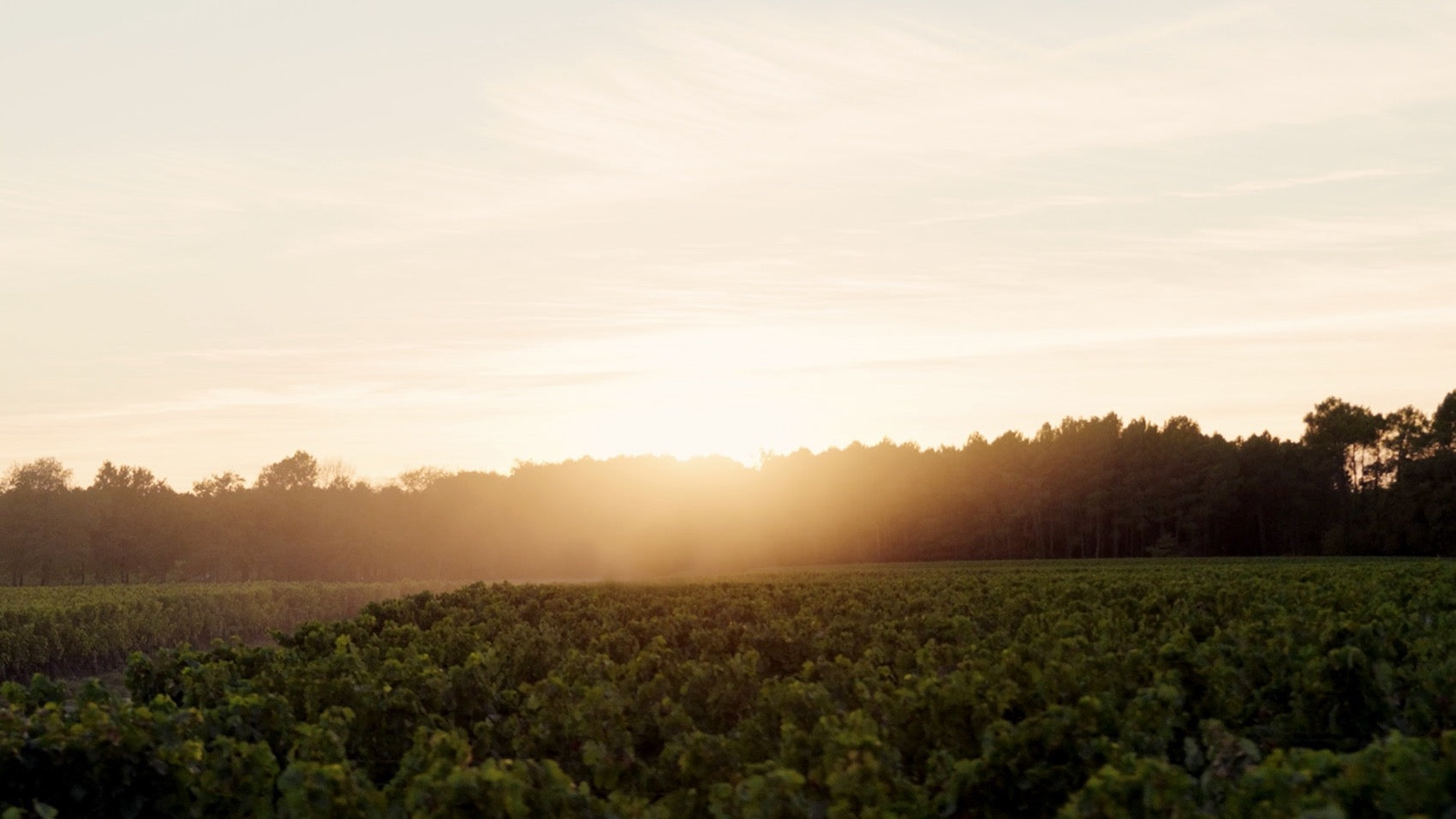 Sunrise over the vineyards of Domaine de Chevalier in Pessac-Leognan, Bordeaux