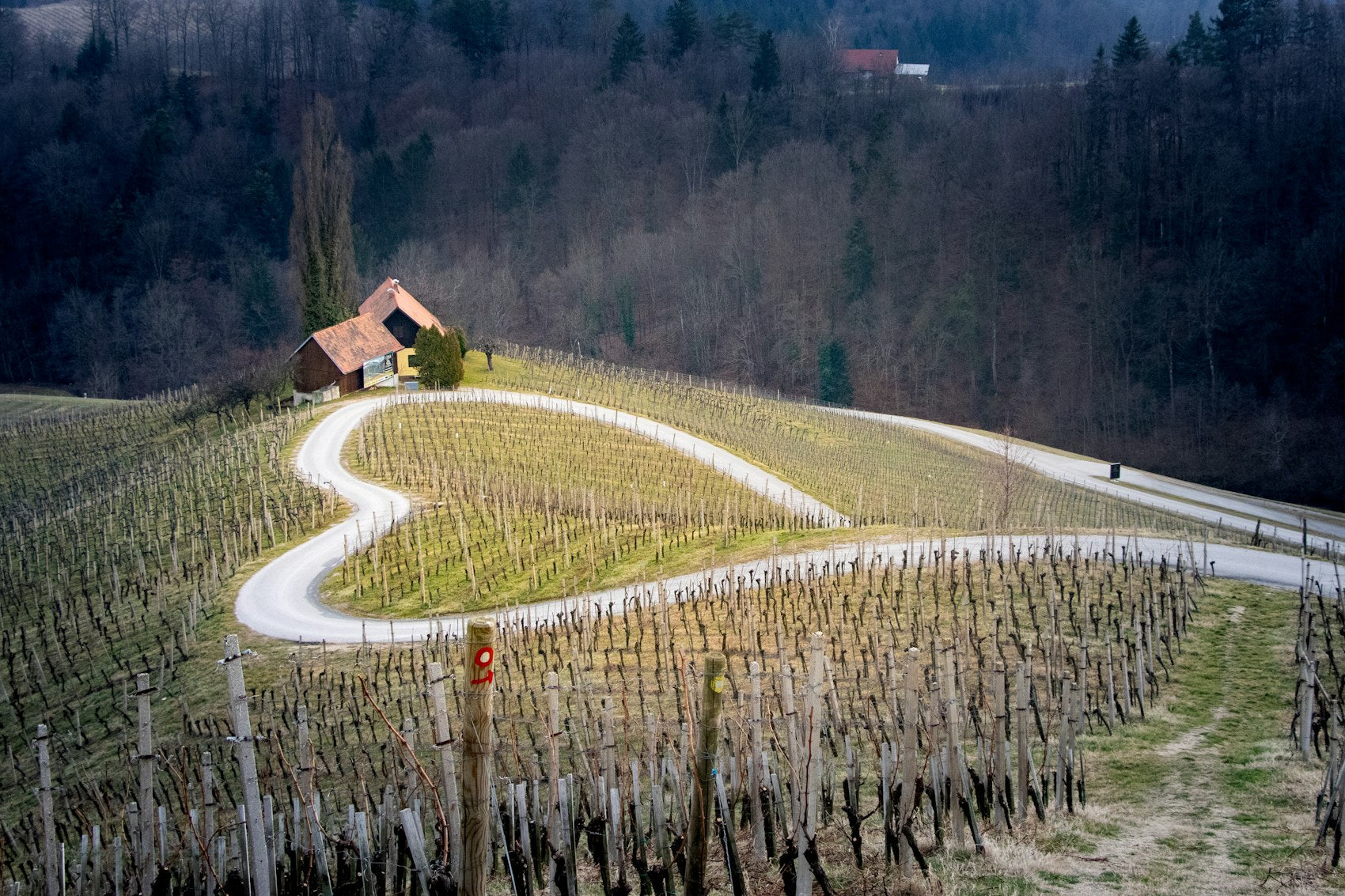 Winding road through steep vineyard hills in the Slovenian borderlands
