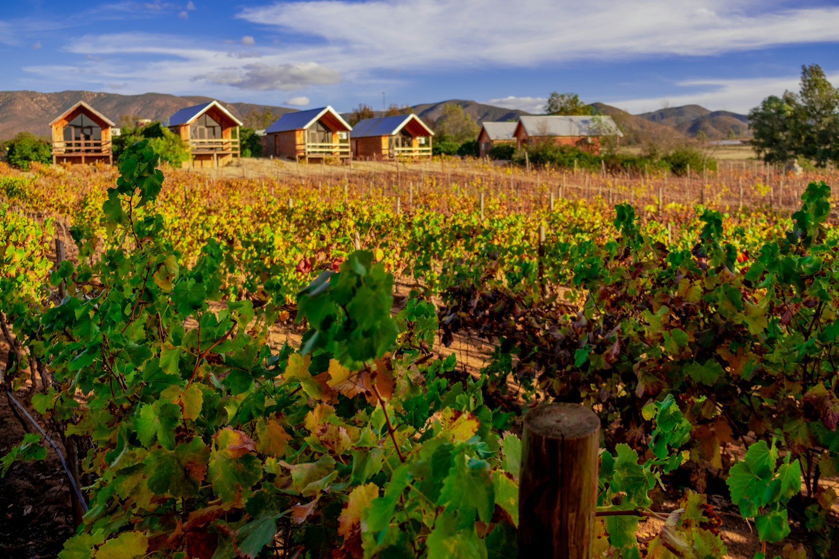 Mexican Wine: The Americas' Oldest Wine Country Is Its Newest Discovery