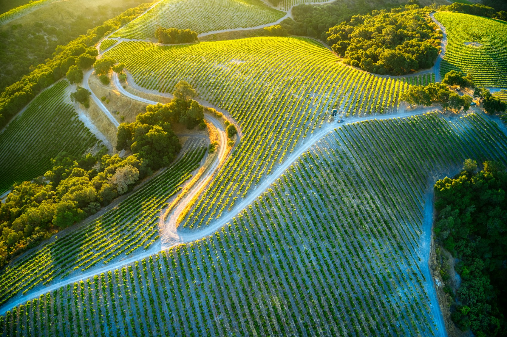 Paso Robles: Limestone, Big Swings, and California's Rhone Capital