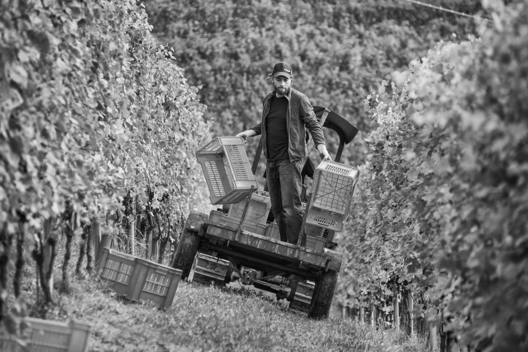 Piemonte Wine: Fog, Nebbiolo, and Italy's Quietest Grand Cru Country