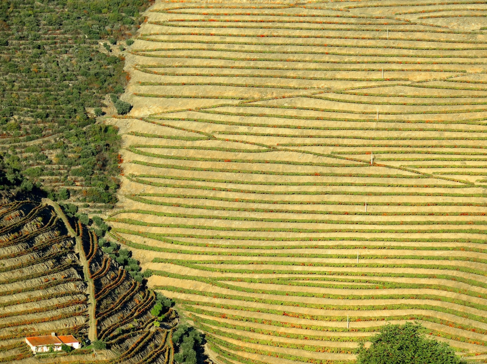 Portuguese Wine: Europe's Deepest Value, From Vinho Verde to Vintage Port