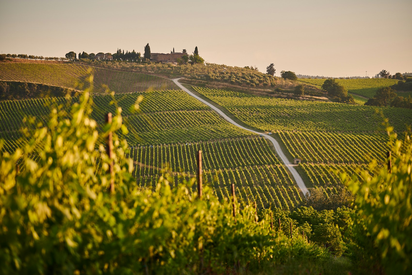 Tuscan Wine: Sangiovese, Cypress Hills, and the Rebellion That Changed Italy