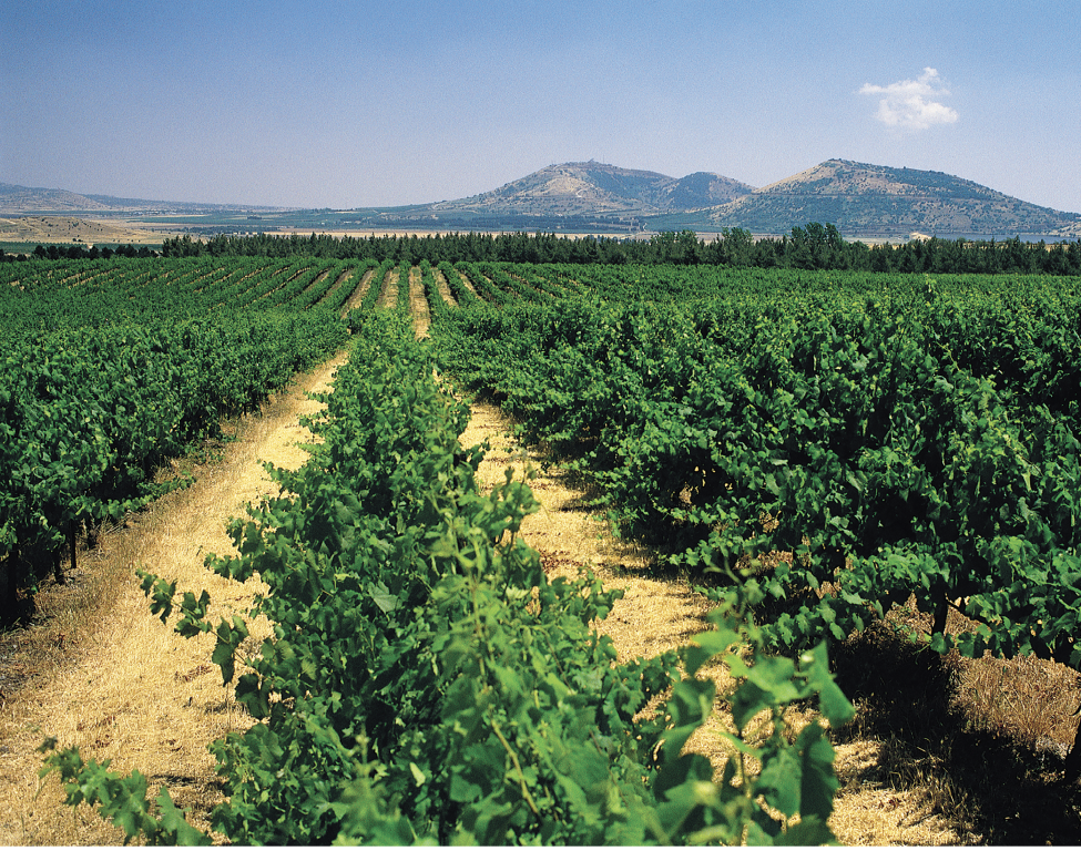 Vineyard on a Galilee hillside in Israel