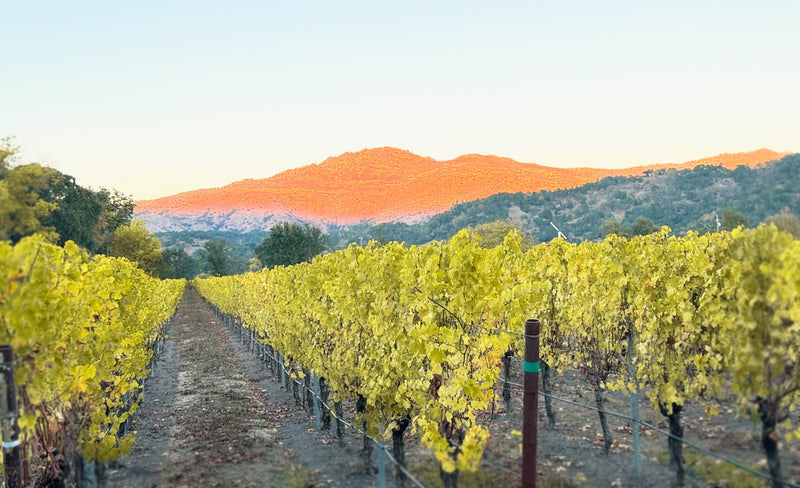 2014 Napa’s Hidden Gems
