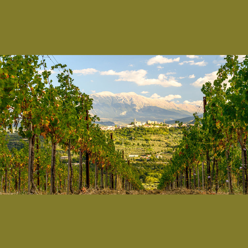 Pasetti Tenutarossa Rosato Rosé 2023 Pasetti Tenutarossa Rosato Terre Aquilane IGP