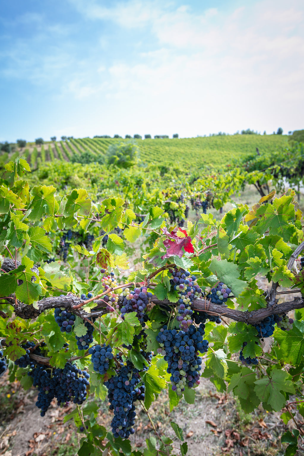 2018 Nativ 'Eremo San Quirico' Aglianico Irpinia Campi Taurasini