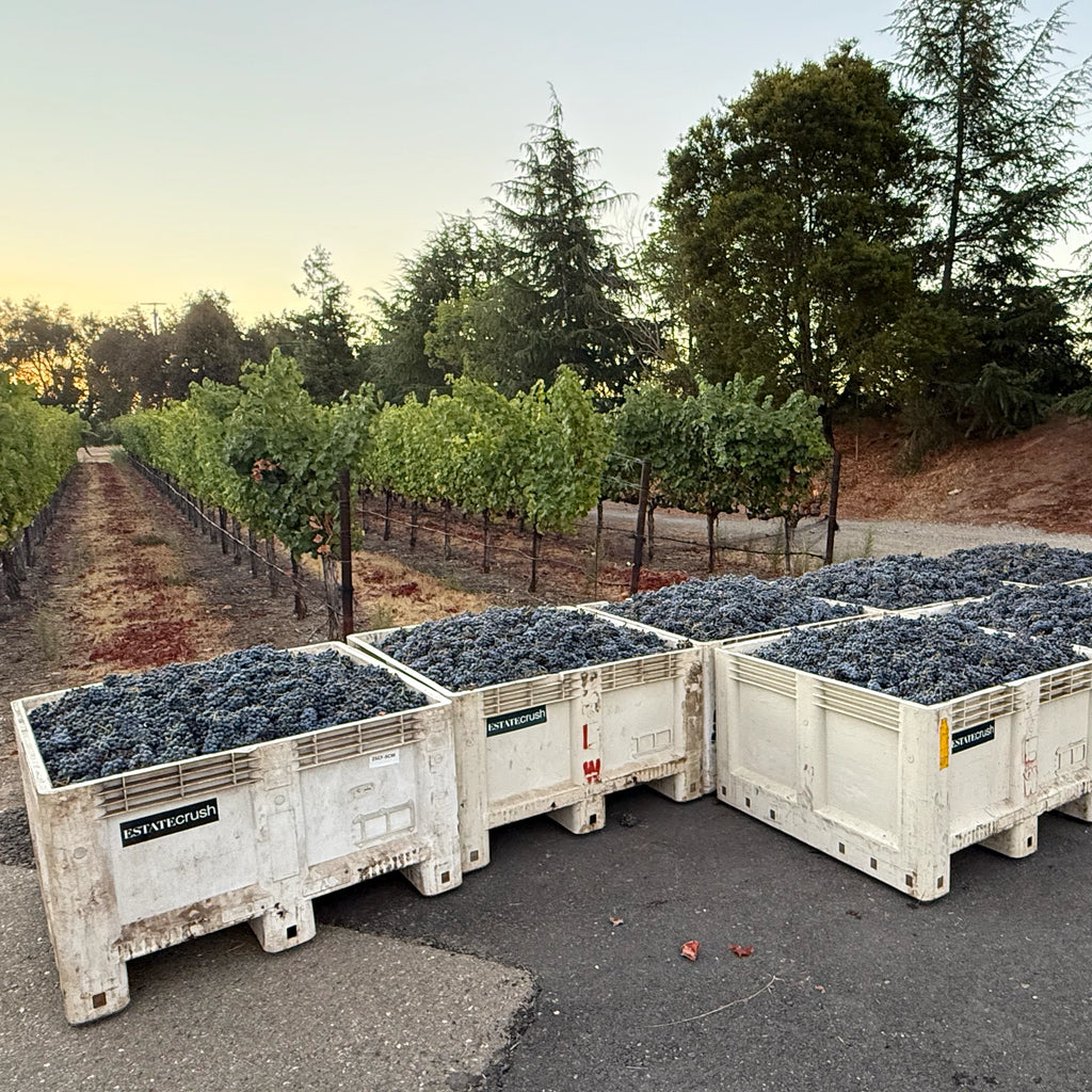 Freshly harvested wine grapes in large white macro bins at ShunYi Cellars vineyard.