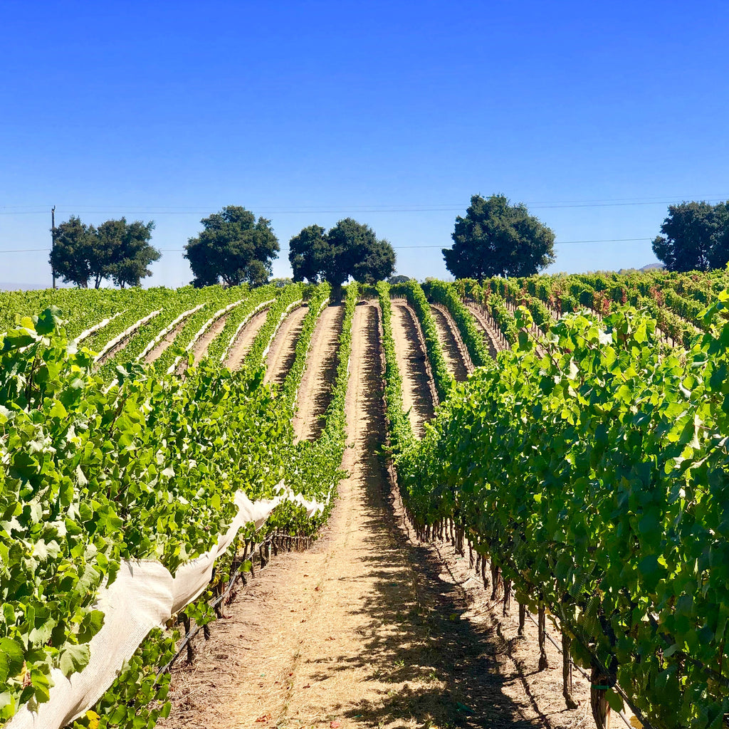 Rows of lush green grapevines at the ShunYi Cellars vineyard under a clear blue sky.