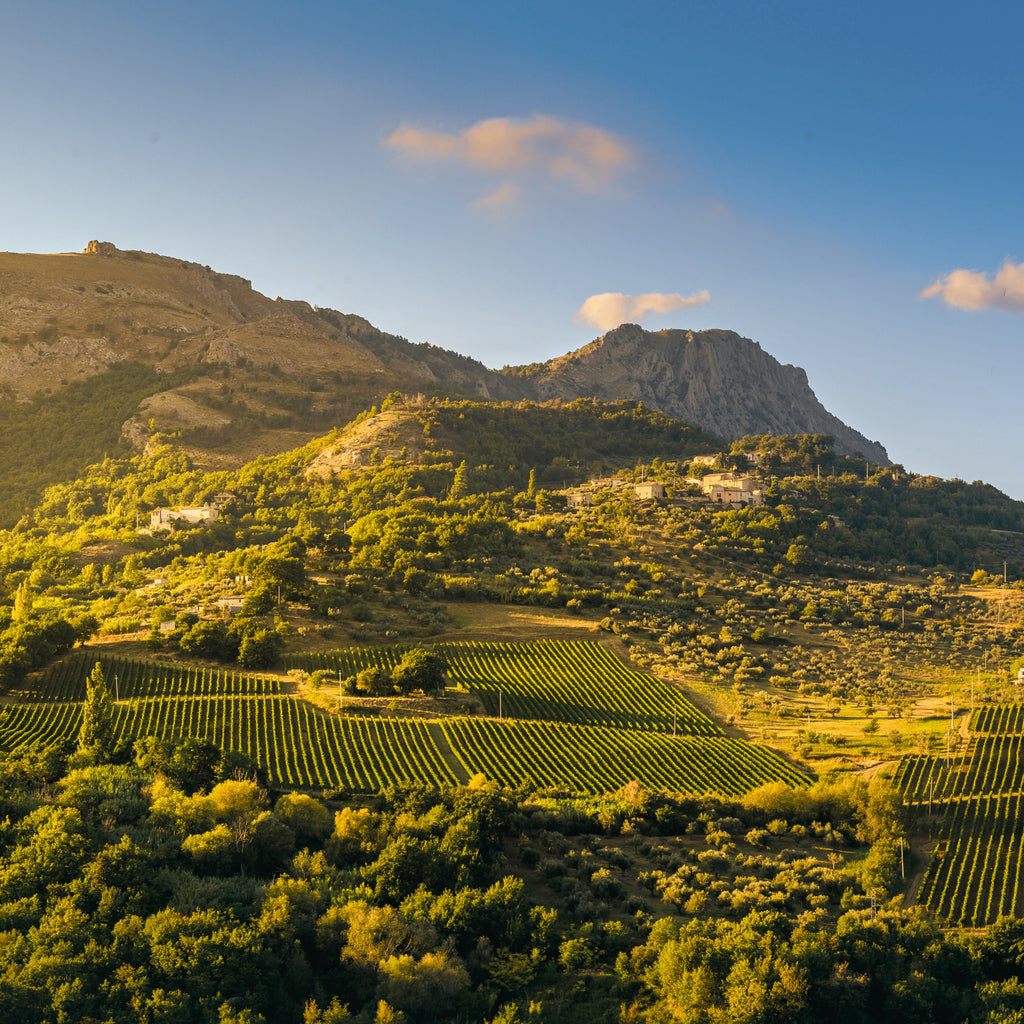 2022 Pasetti Madonnella Montepulciano D’Abruzzo DOP