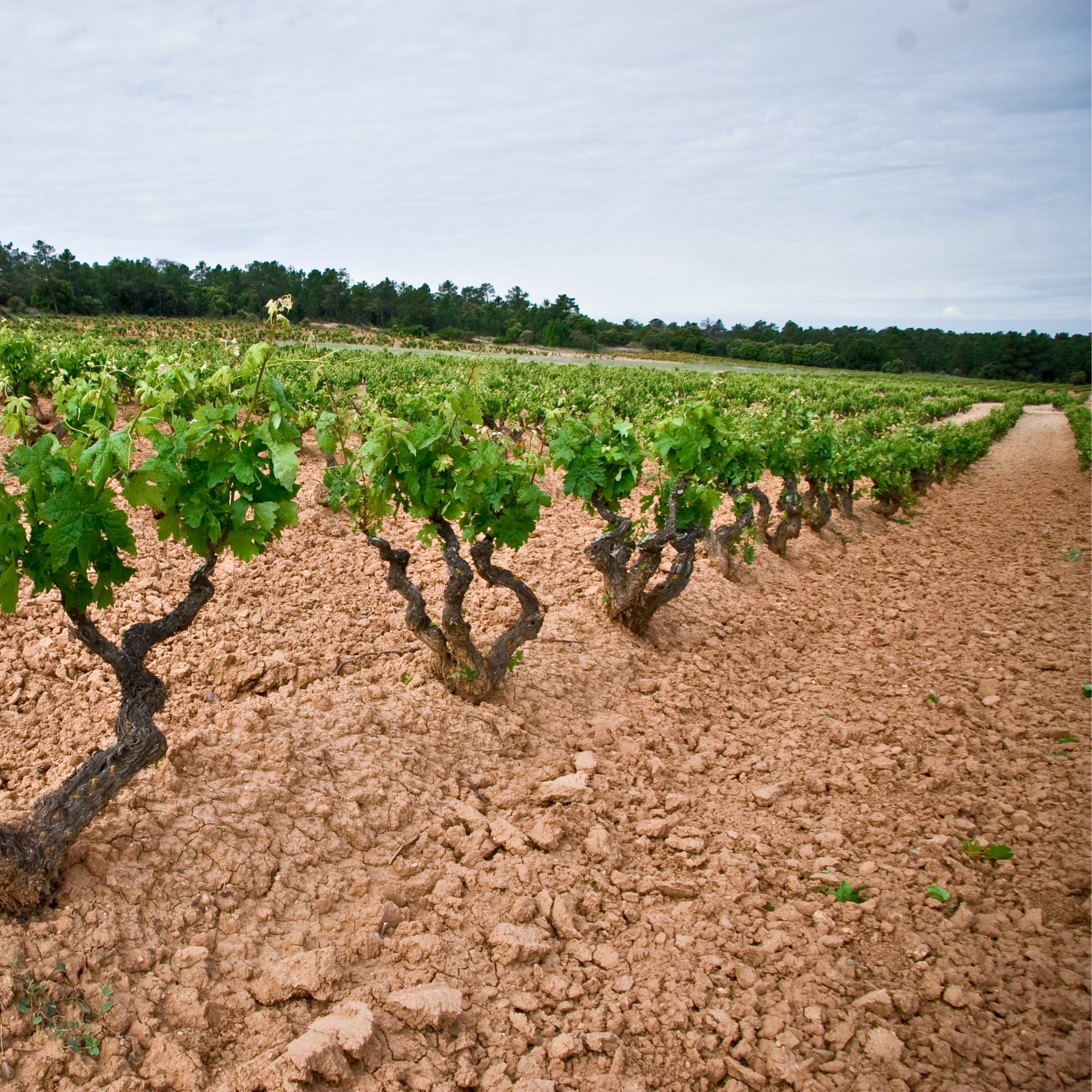 2015 Abadia de Acon Gran Reserva Ribera del Duero