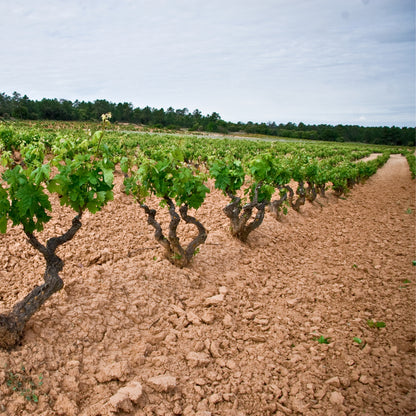 2015 Abadia de Acon Gran Reserva Ribera del Duero