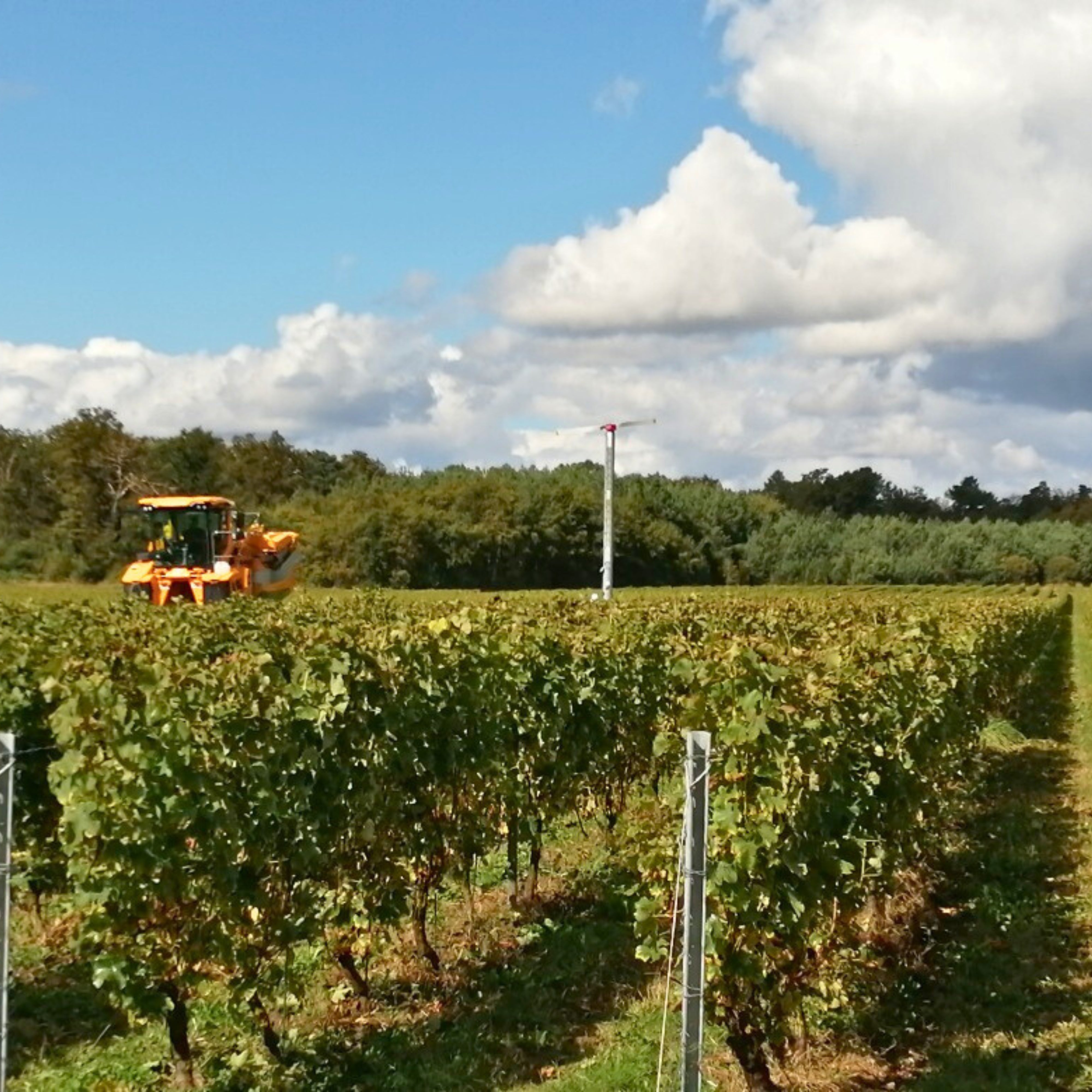2023 Domaine Sauger Cheverny Vieilles Vignes Pinot Noir Rouge Loire Valley