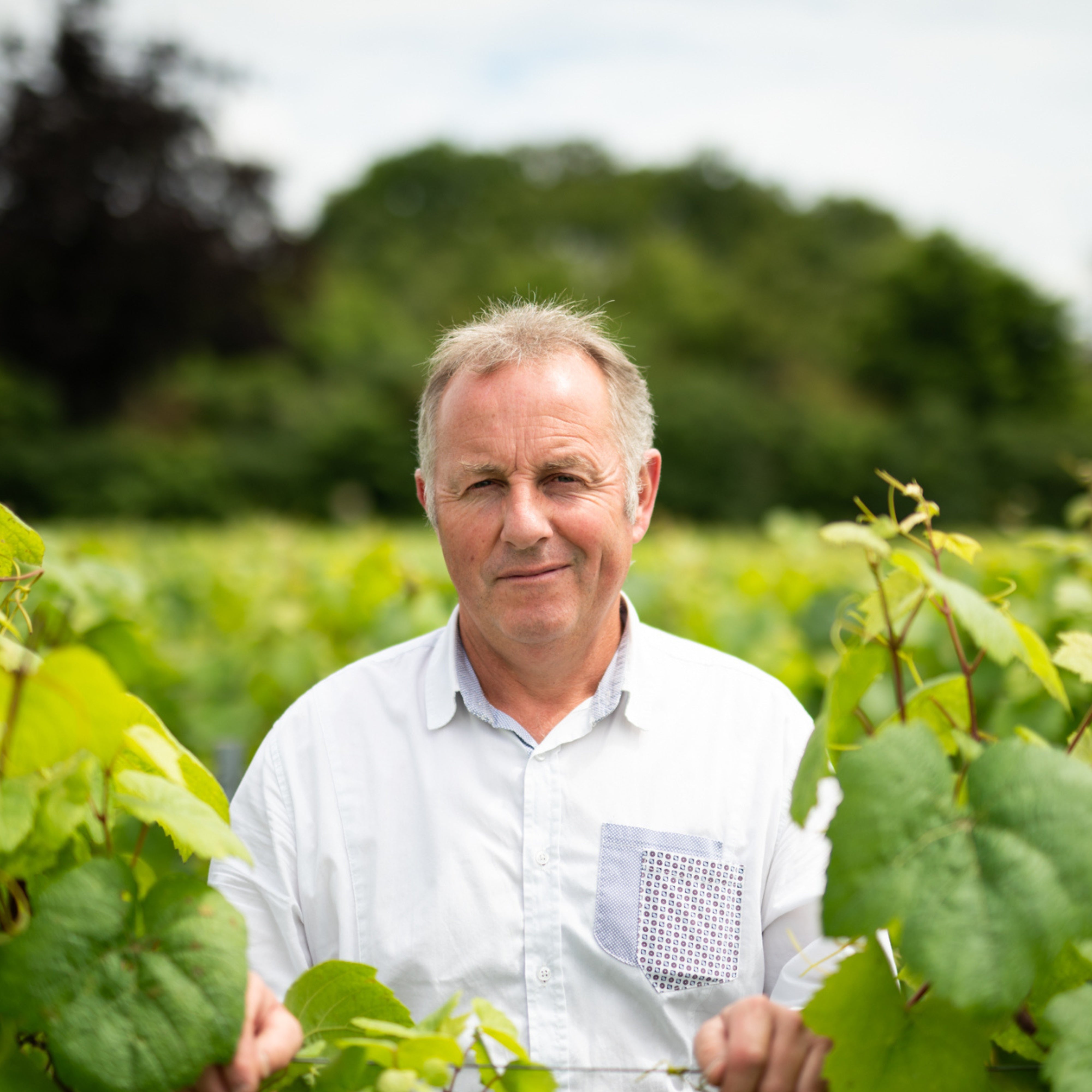 2023 Domaine Sauger Cheverny Vieilles Vignes Pinot Noir Rouge Loire Valley