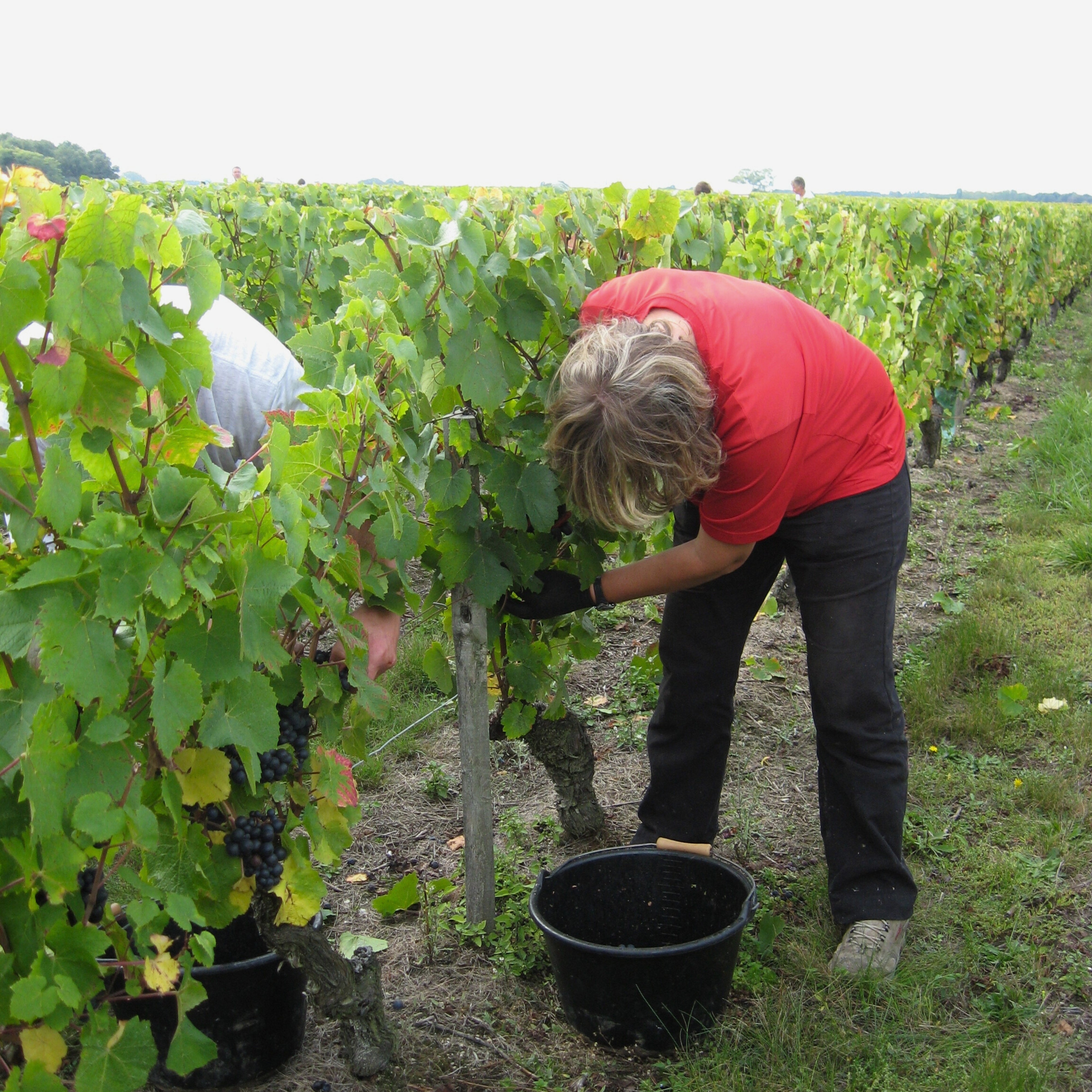 2022 Domaine Sauger 1519 Cuvee Cour-Cheverny Romorantin Loire Valley