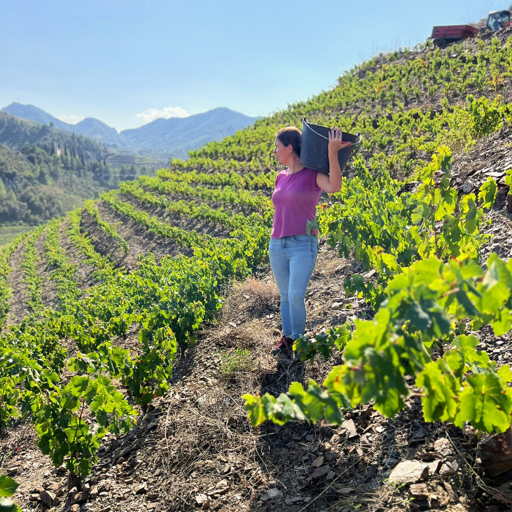 2023 Sangenis I Vaque Vall Por Priorat DOCa