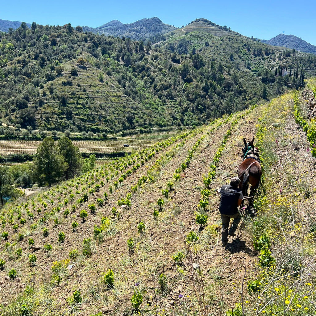 2016 Sangenis i Vaque Coranya Priorat DOCa