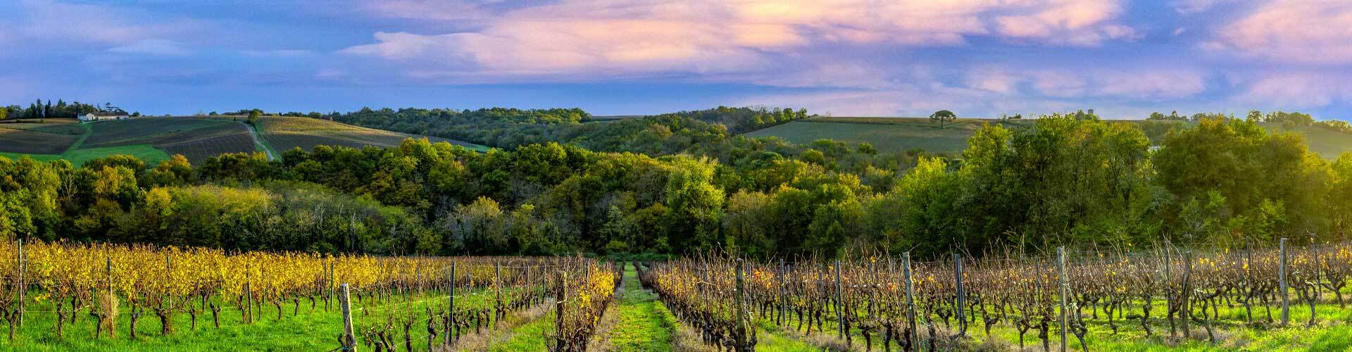 Wine grape vineyard with trees and hills in the background.