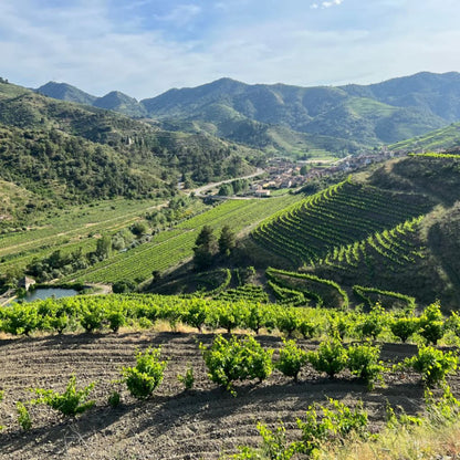 International Carignan Day - Carignan 6-Pack Sampler