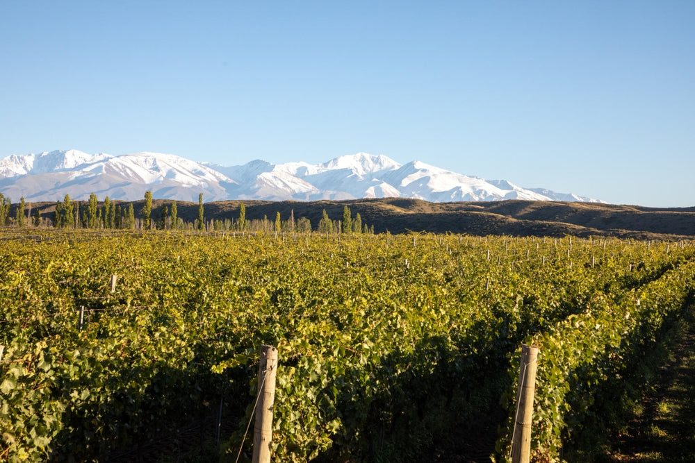 Catena Appellation