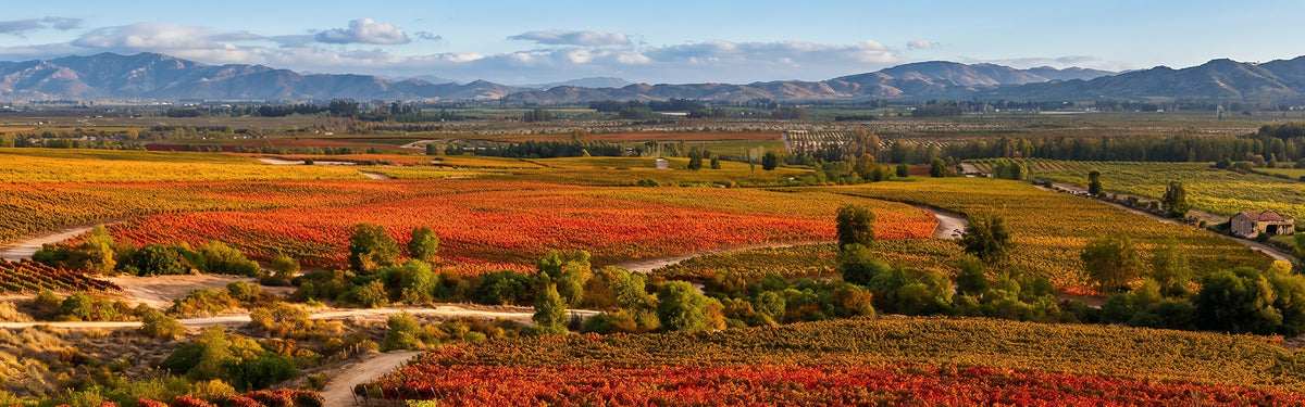 Aerial view of vibrant red and golden vineyard valleys in Chile against a backdrop of distant mountains.