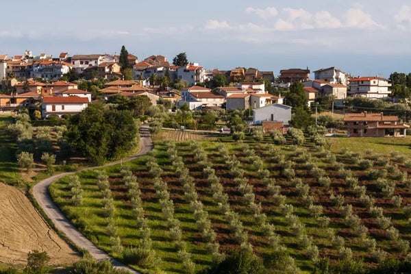 Abruzzo wine