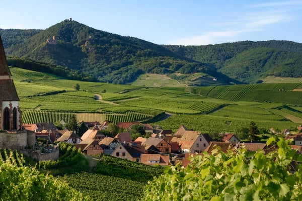 Alsace wine