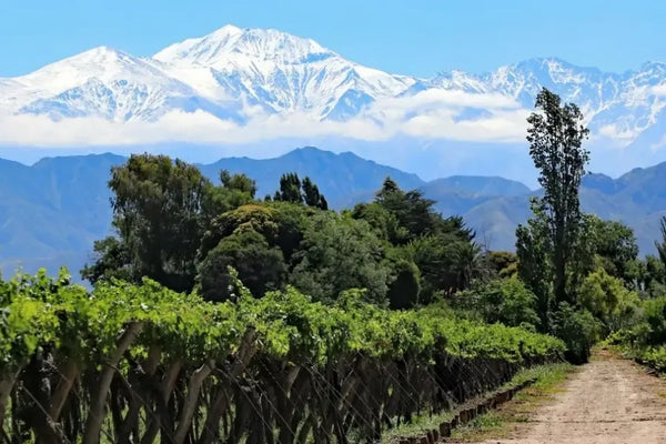Argentina wine