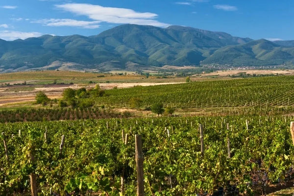 Bulgaria wine