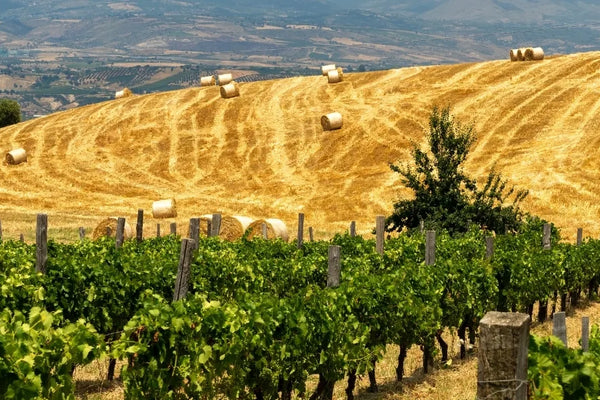 Calabria wine