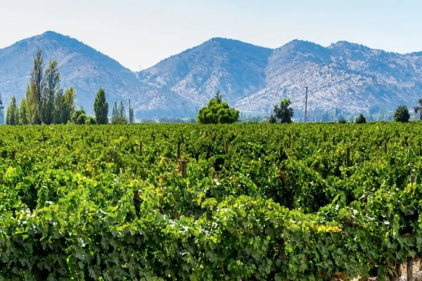Chile wine