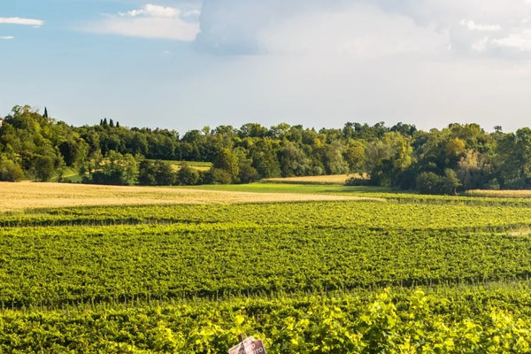 Friuli-Venezia Giulia wine