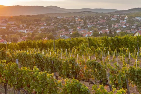 Hungary wine
