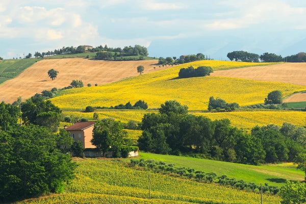 Marche wine