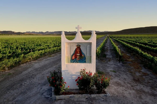 Mexico wine