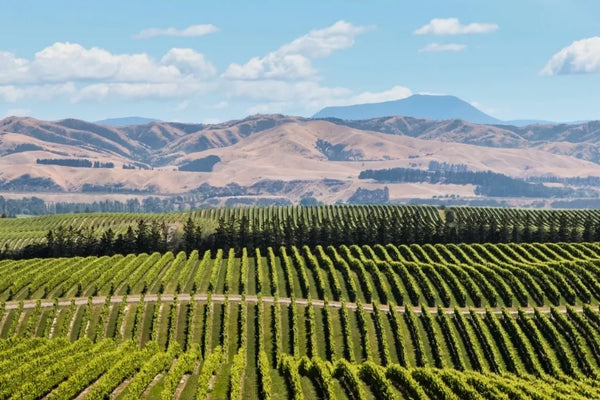 New Zealand wine