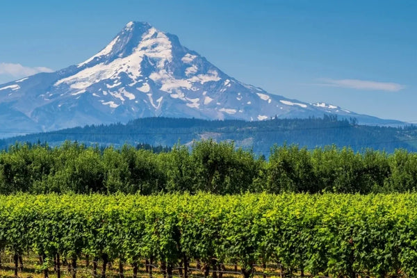 Oregon wine