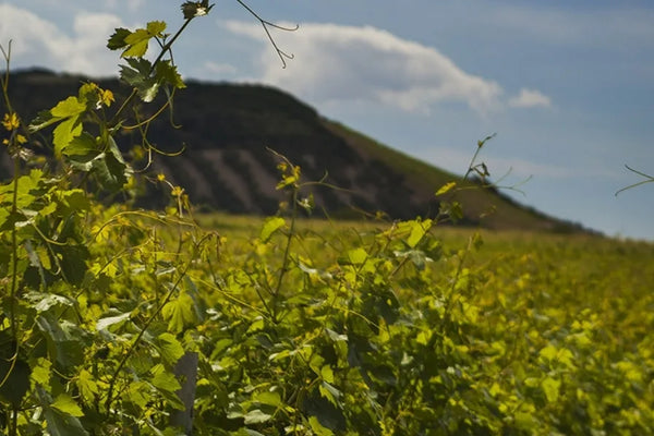 Sardinia wine