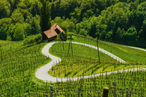 Slovenia wine