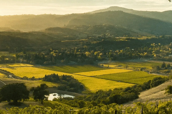 Sonoma wine