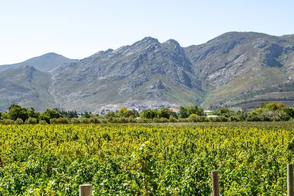South Africa wine
