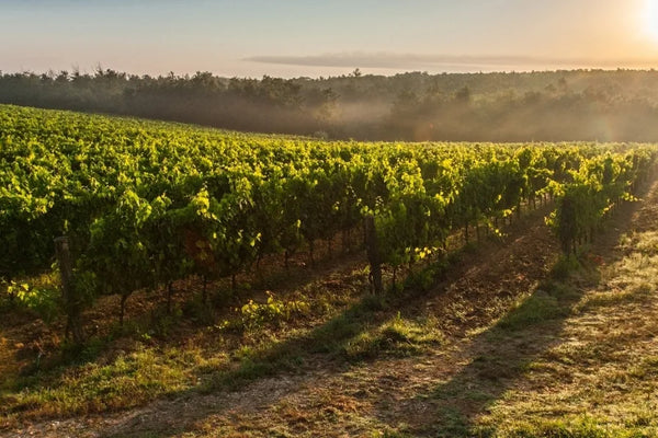 Uruguay wine