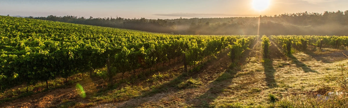 A scenic landscape of a vineyard at Uruguay, with rows of grapevines stretching across rolling hills under a bright sun low on the horizon.