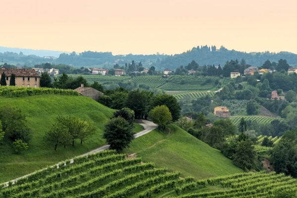 Veneto wine