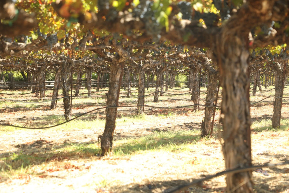 CourAvant Wines